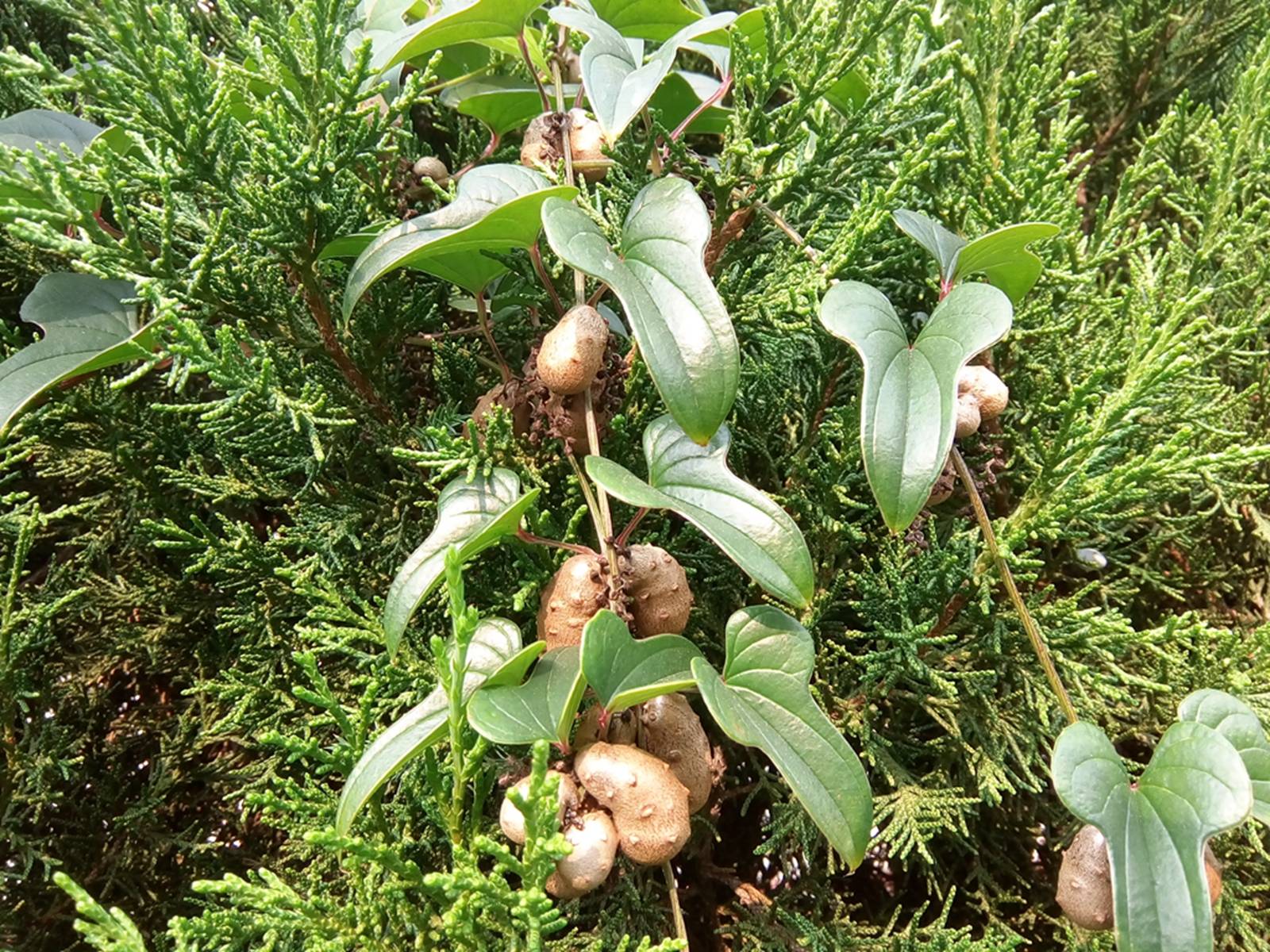 我见到的山东本土植物和园林栽培植物