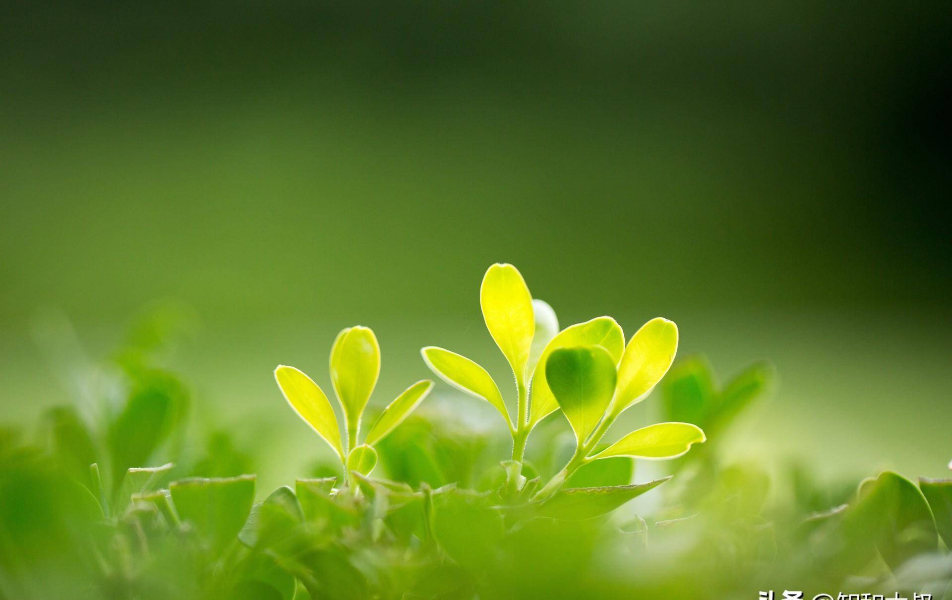 ppt 背景 壁纸 电脑桌面 发芽 绿色 绿色植物 绿叶 嫩芽 嫩叶 树叶