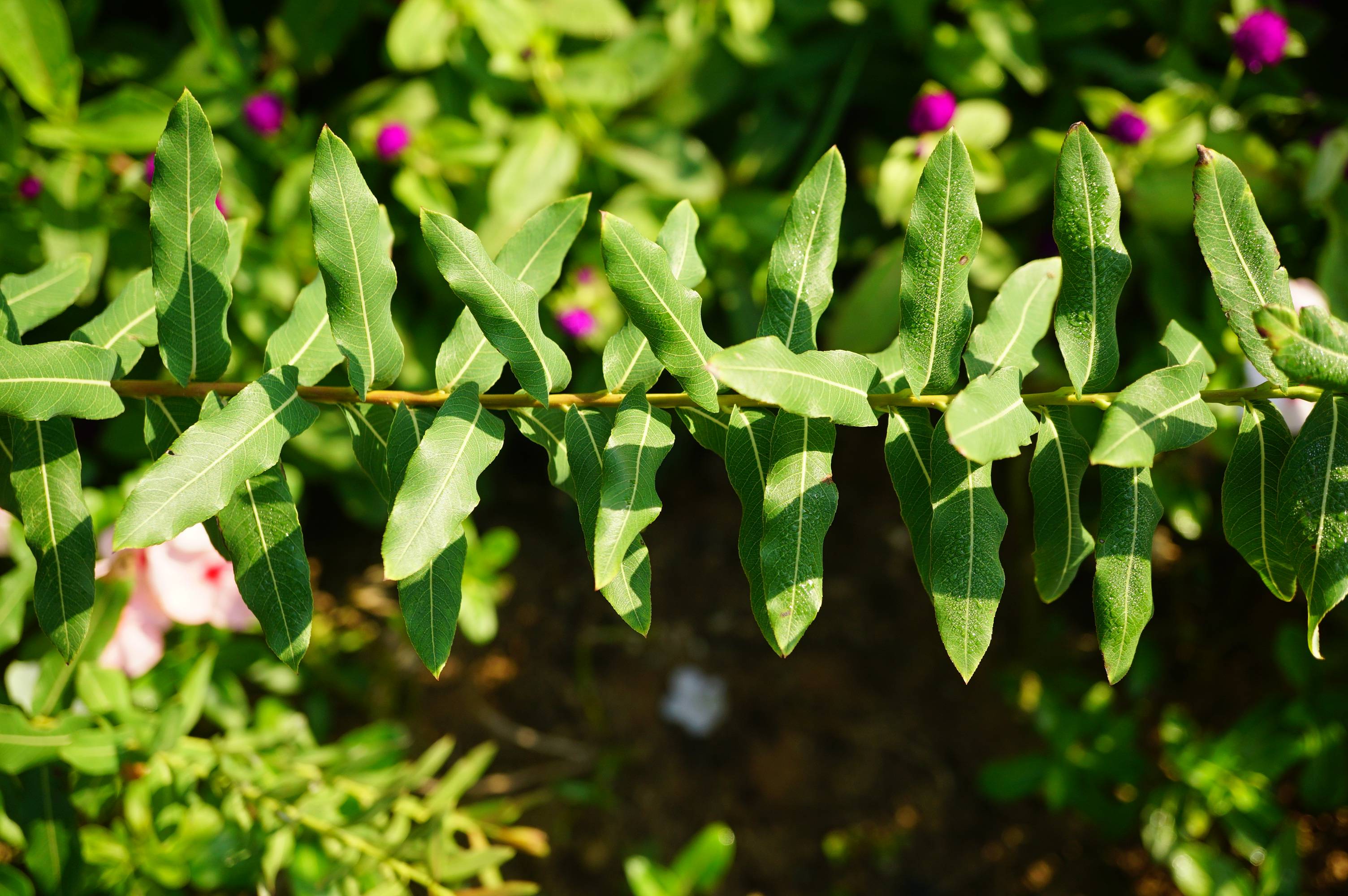 我见到的山东本土植物和园林栽培植物(346)杞柳