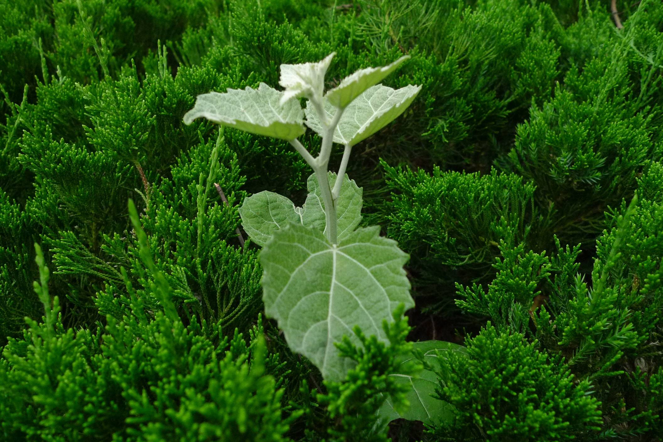 我见到的山东本土植物和园林栽培植物(350)毛白杨