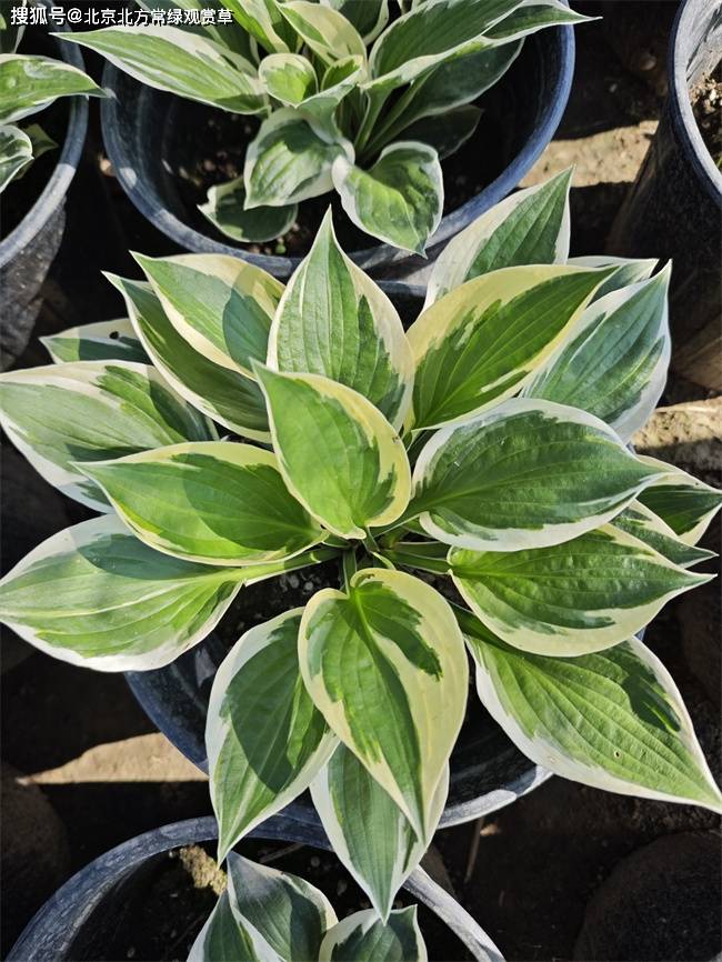 北方常用玉簪品种之"爱国者玉簪"