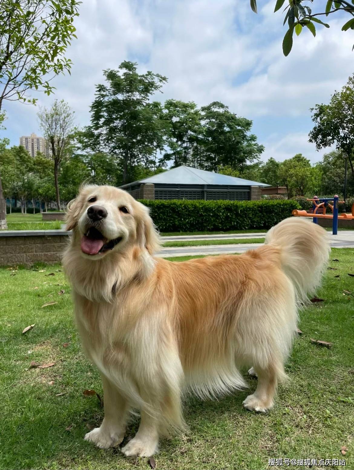 金毛犬的特点图片