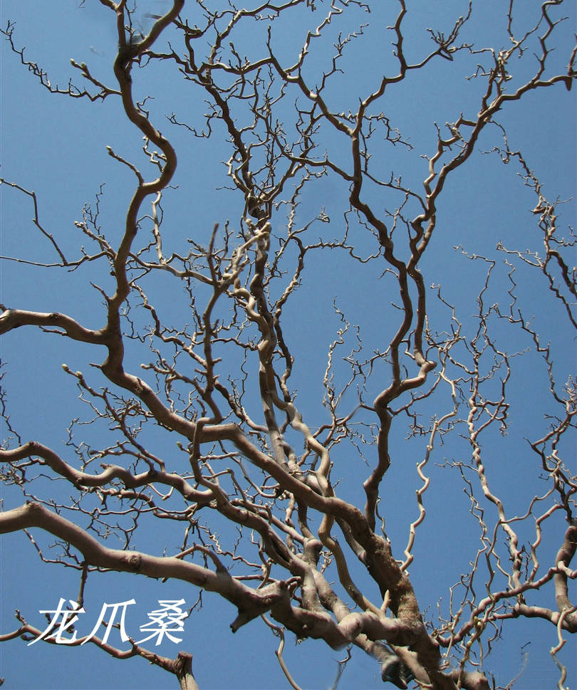 我见到的山东本土植物和园林栽培植物