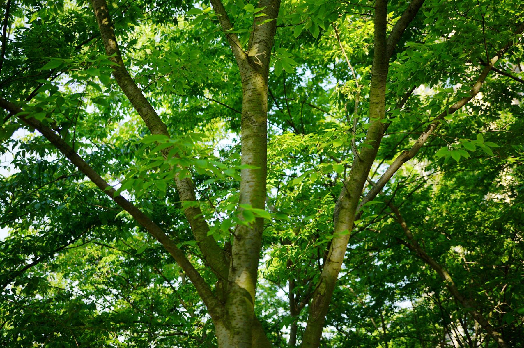 我见到的山东本土植物和园林栽培植物(400)大叶榉树(栽培)