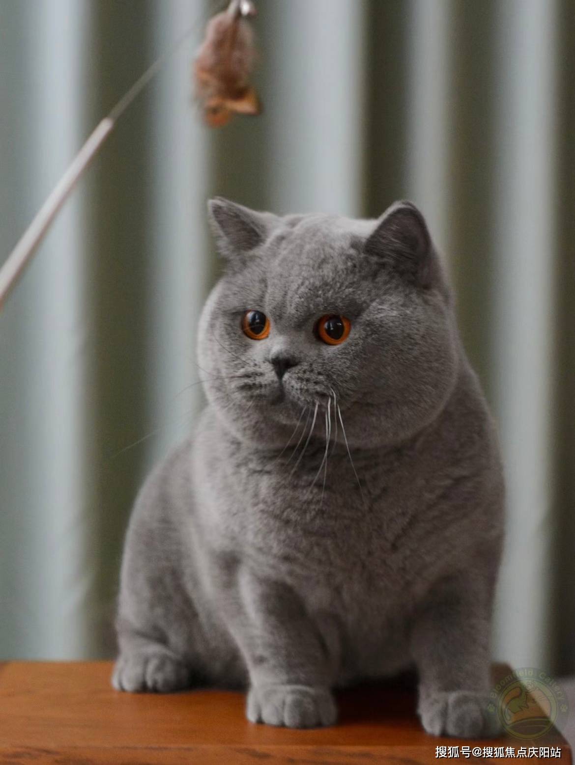 厦门买英短蓝猫首页网站(厦门思明区)买英短蓝猫在哪里买靠谱又便宜
