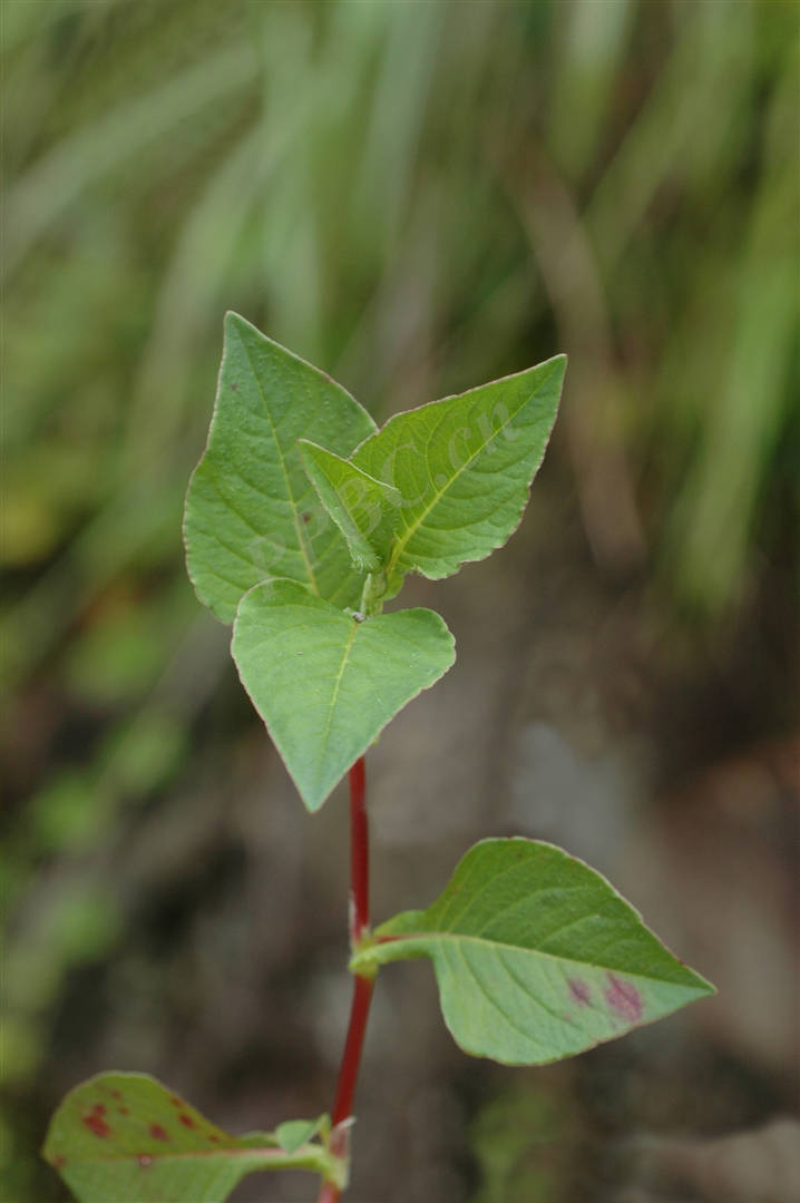 我见到的山东本土植物和园林栽培植物(411)尼泊尔蓼