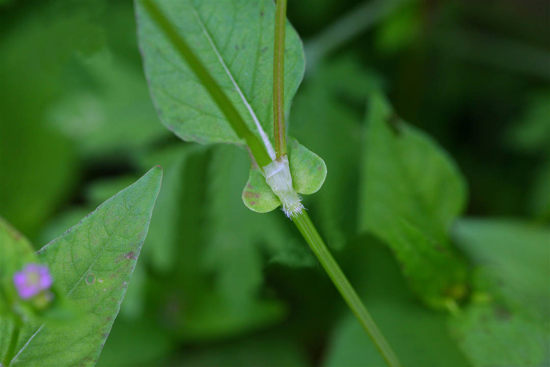我见到的山东本土植物和园林栽培植物(411)尼泊尔蓼