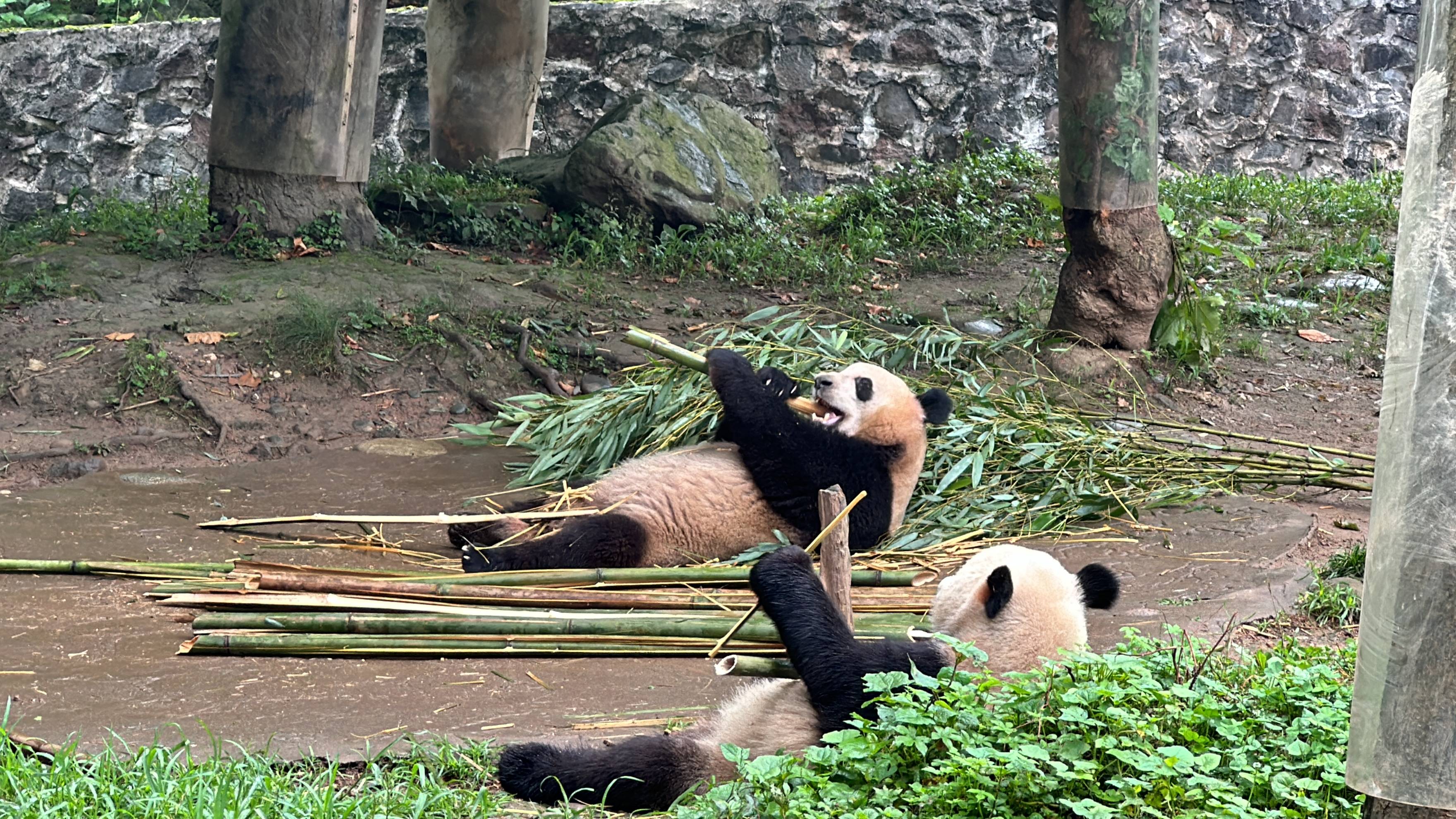 熊猫的特点生活图片