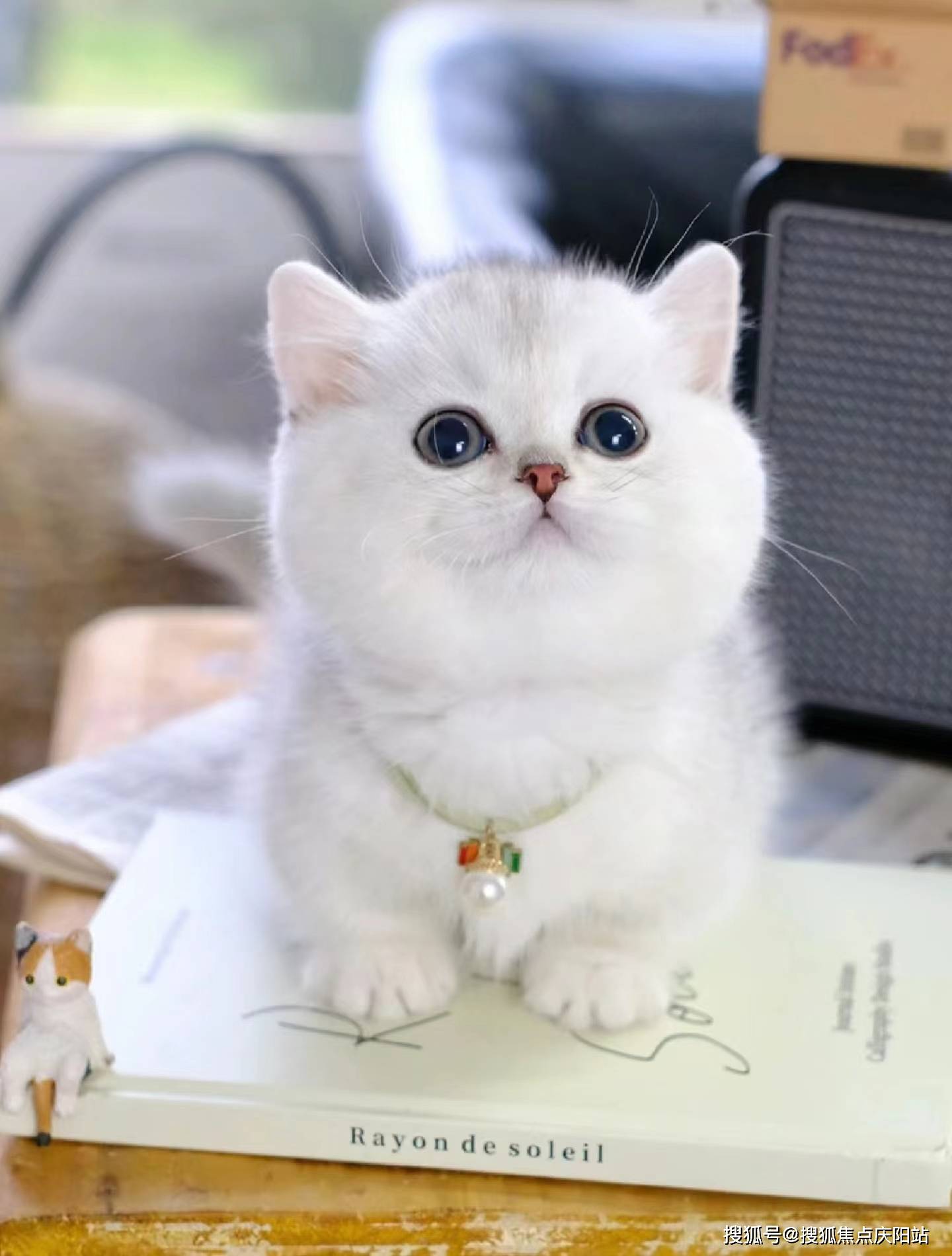东莞买银渐层猫首页网站(东莞东城)买银渐层猫哪里有实体店(东莞东城)