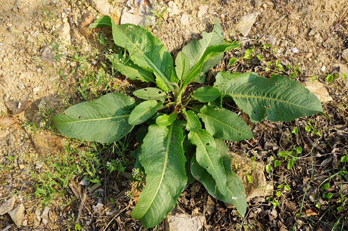 我见到的山东本土植物和园林栽培植物