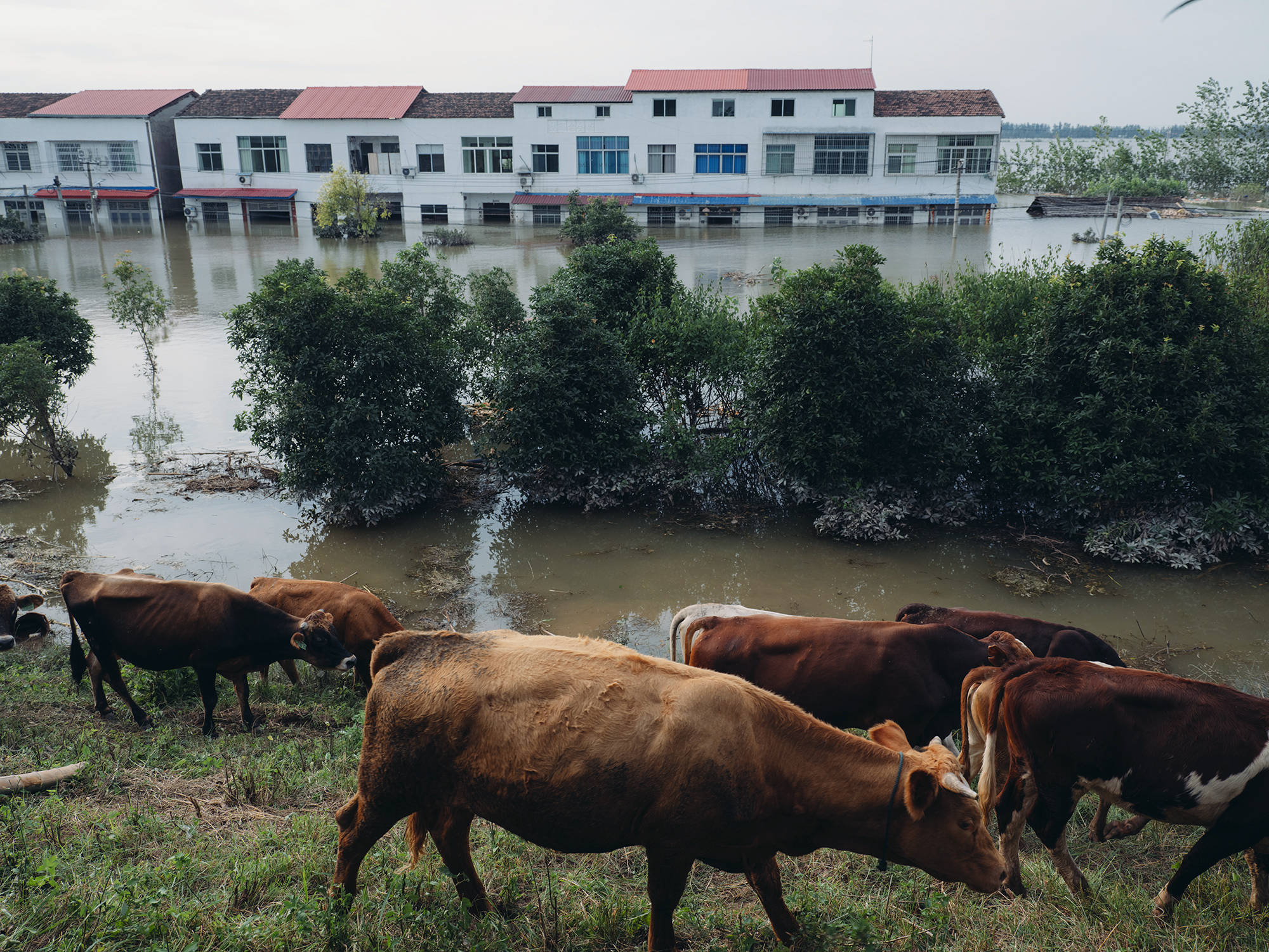 洞庭湖洪水后 村民住在堤坝上守着对面的家