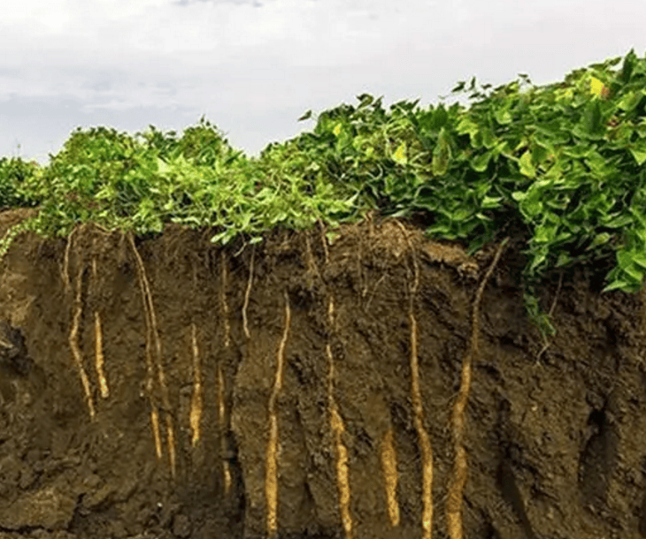 温县垆土铁棍山药:自然瑰宝与健康美味的完美结合,共筑健康中国梦美好