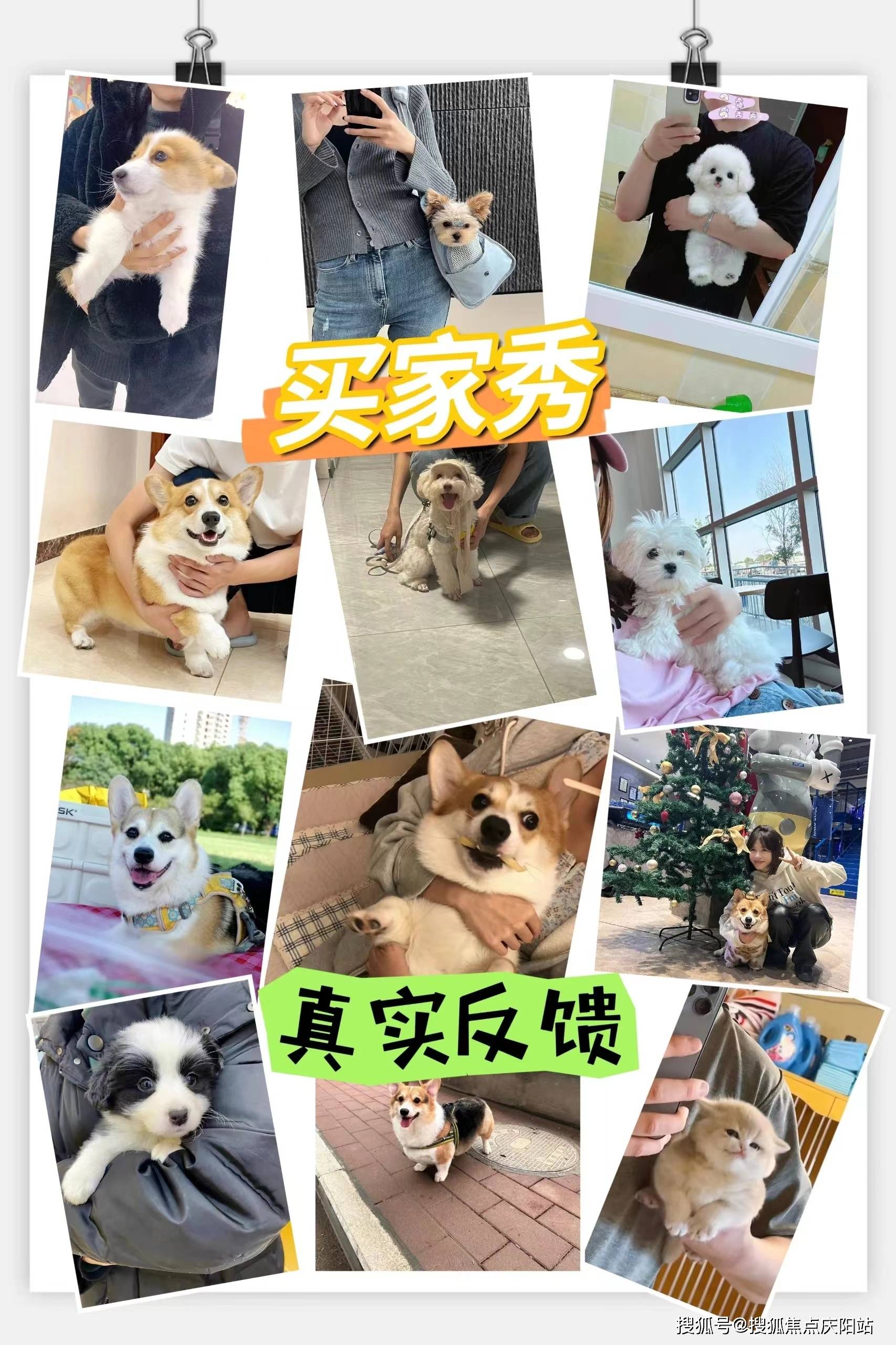 福州买英短蓝白猫首页网站(福州晋安区)哪里可以买到品相好的英短蓝