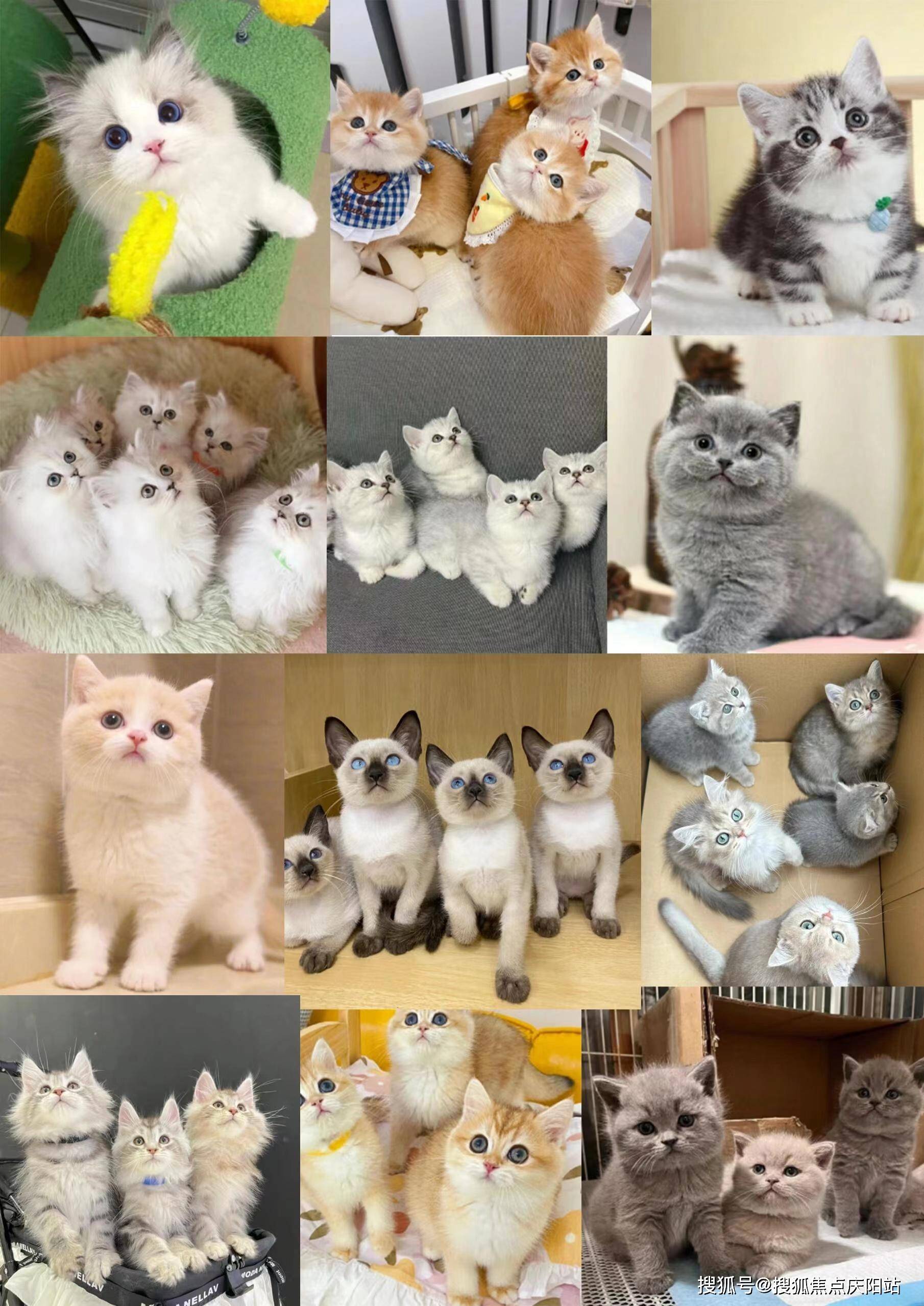 天津买英短蓝白猫首页网站(天津红桥区)哪里有英短蓝白猫出售