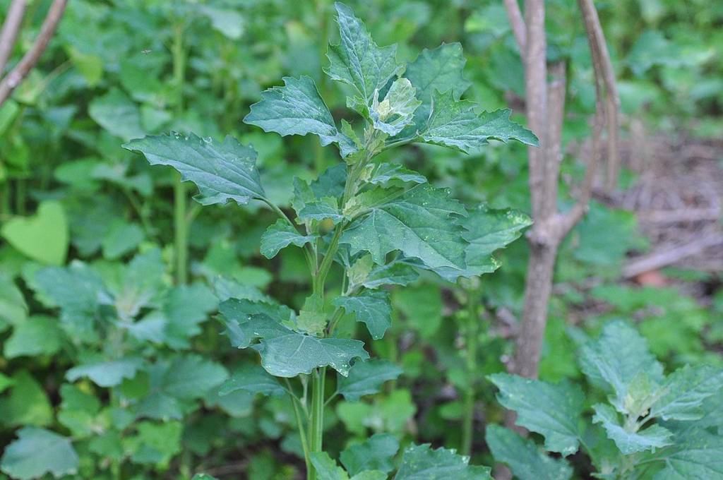 我见到的山东本土植物和园林栽培植物(431)藜