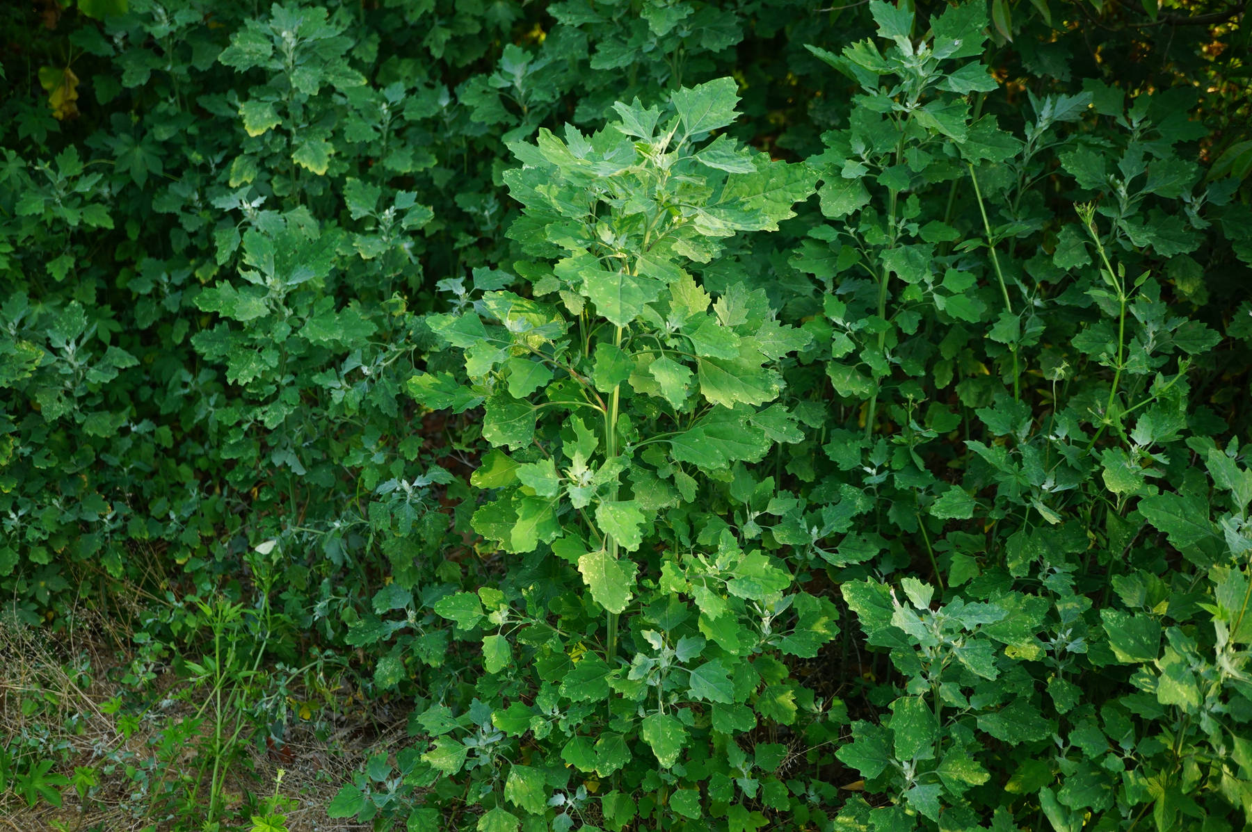 我见到的山东本土植物和园林栽培植物(431)藜