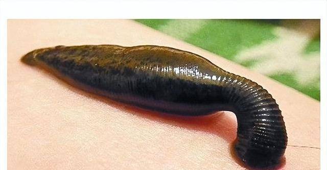 农村常见的这7种虫子,你害怕哪一种?最后一种可能会"危及生命"