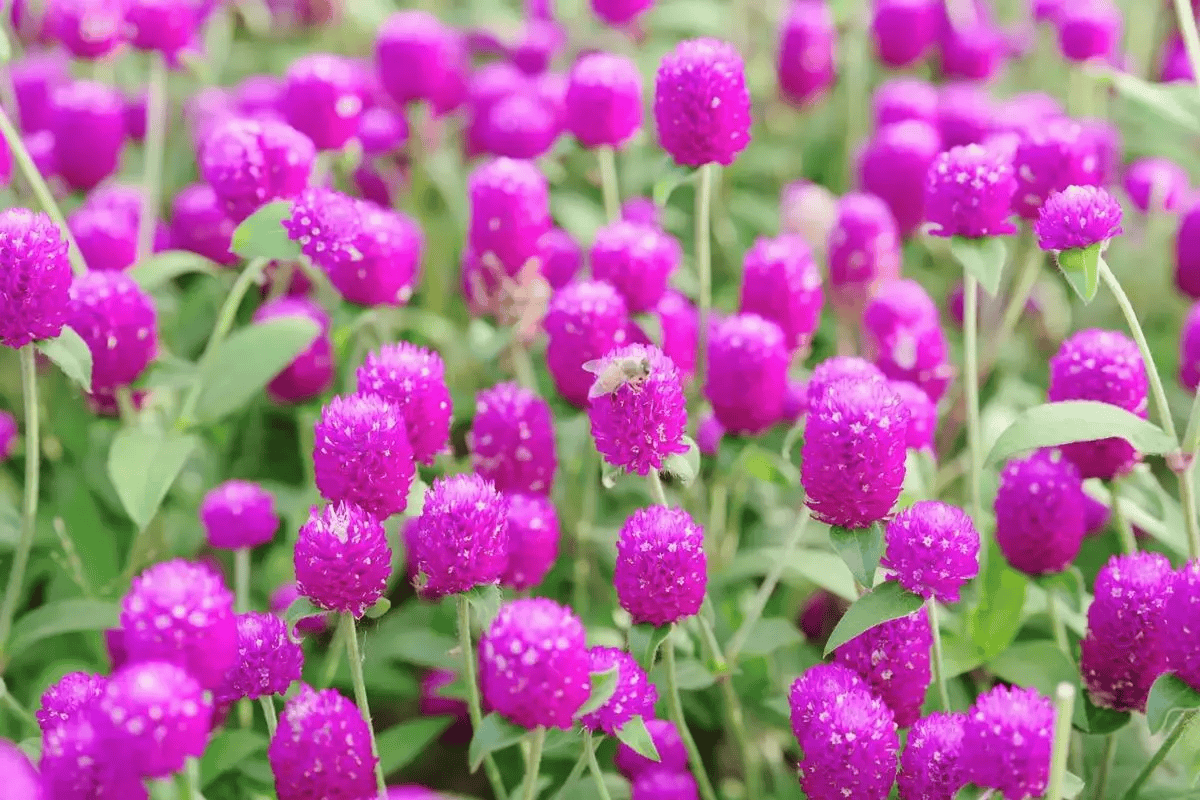 我见到的山东本土植物和园林栽培植物(444)千日红(栽培)_顶端_白色