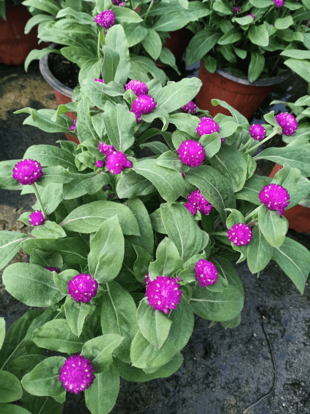 我见到的山东本土植物和园林栽培植物(444)千日红(栽培)