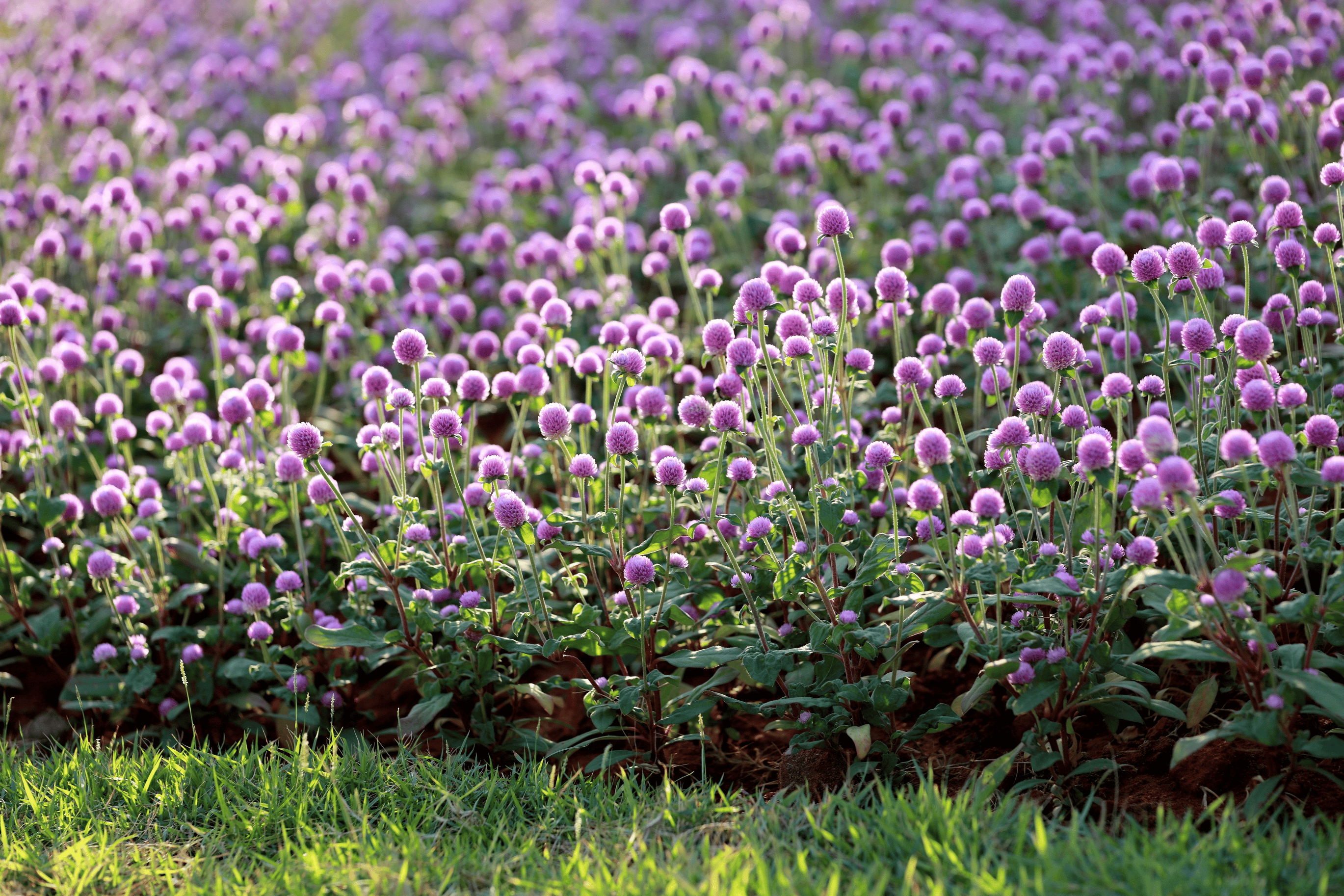 我见到的山东本土植物和园林栽培植物(444)千日红(栽培)