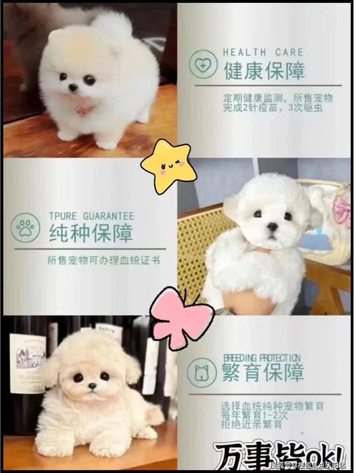 比熊犬价格飞耳图片