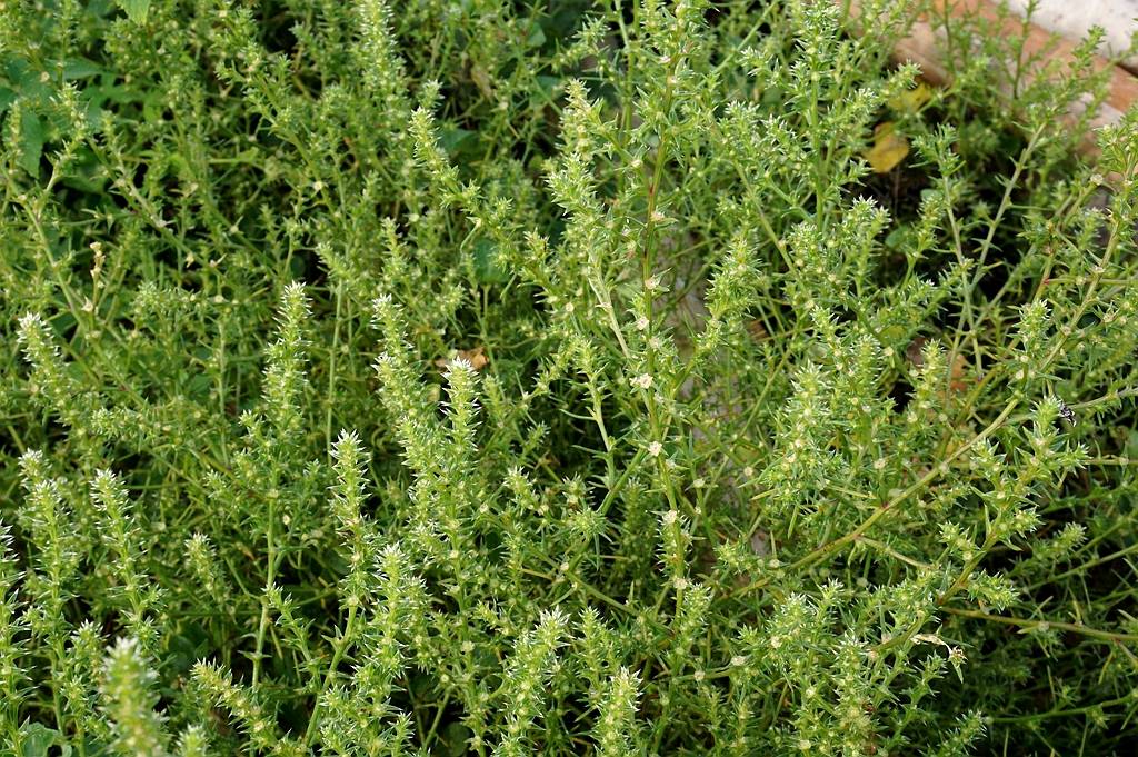 我见到的山东本土植物和园林栽培植物
