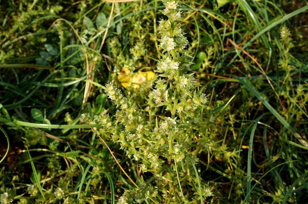 我见到的山东本土植物和园林栽培植物(451)刺沙蓬(原变种)