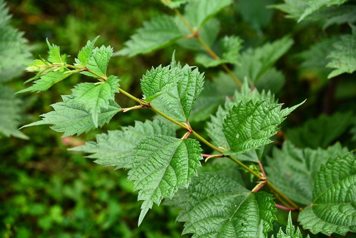 我见到的山东本土植物和园林栽培植物(457)野线麻
