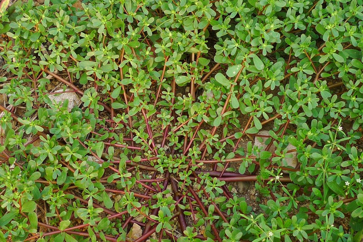 我见到的山东本土植物和园林栽培植物