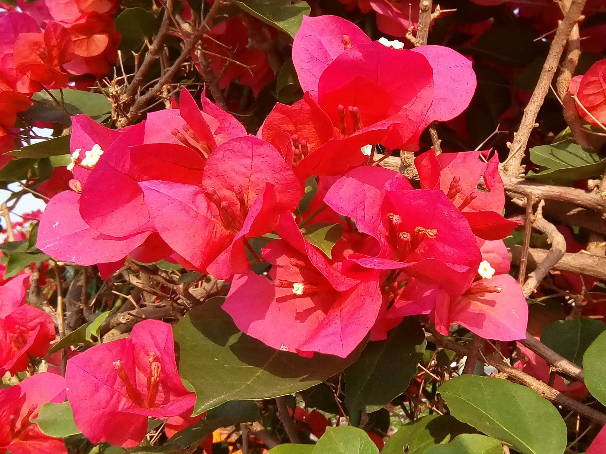 我见到的山东本土植物和园林栽培植物