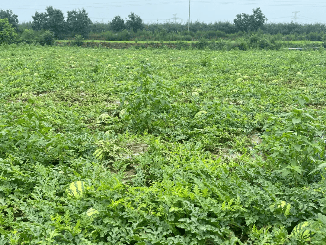 乾县梁山镇西瓜喜迎丰收季 铺就"甜蜜"致富路_种植_关头_板块