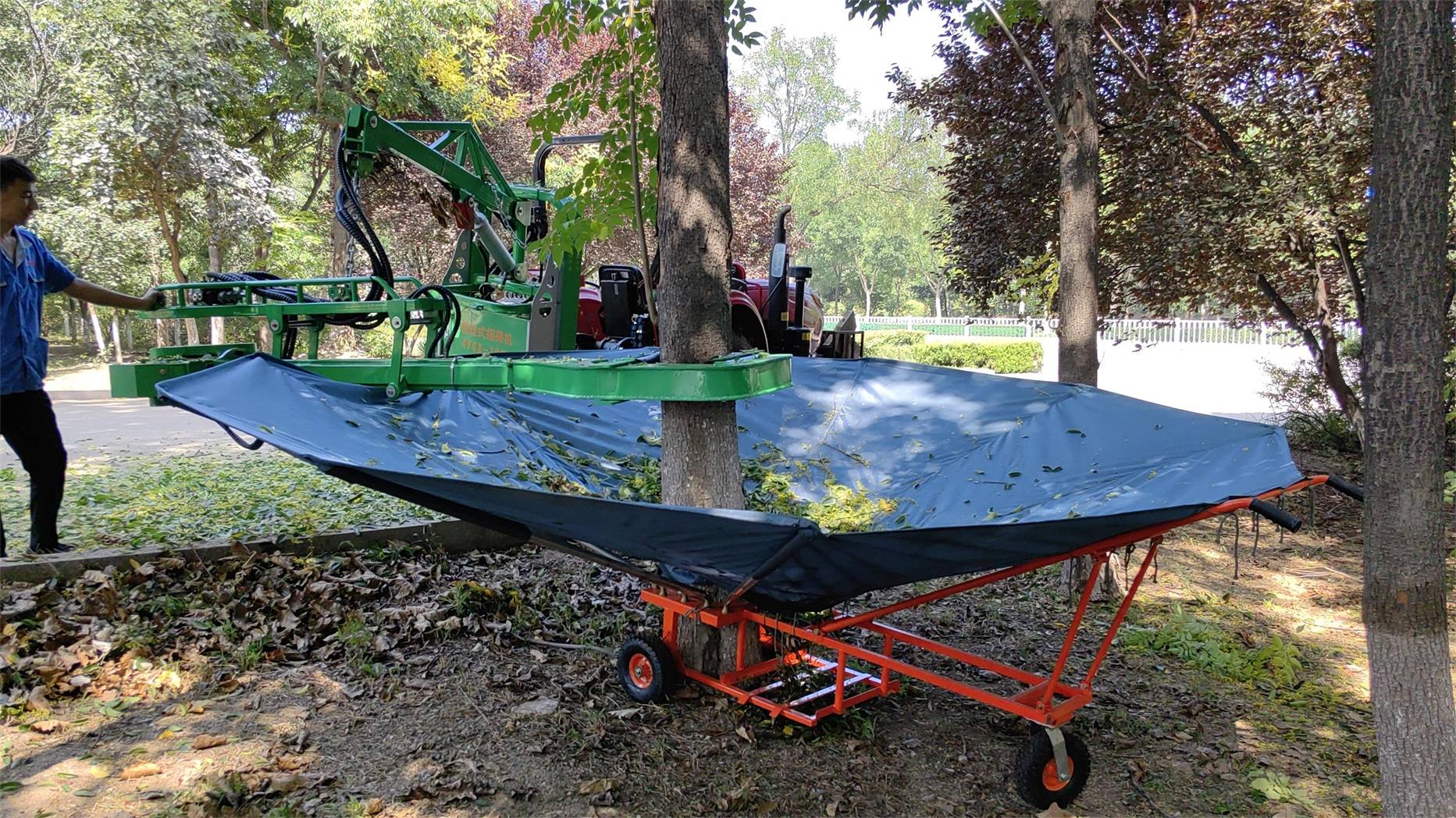 带你看和核桃碧根果液压震动采收机采摘机匹配的收集伞收果机