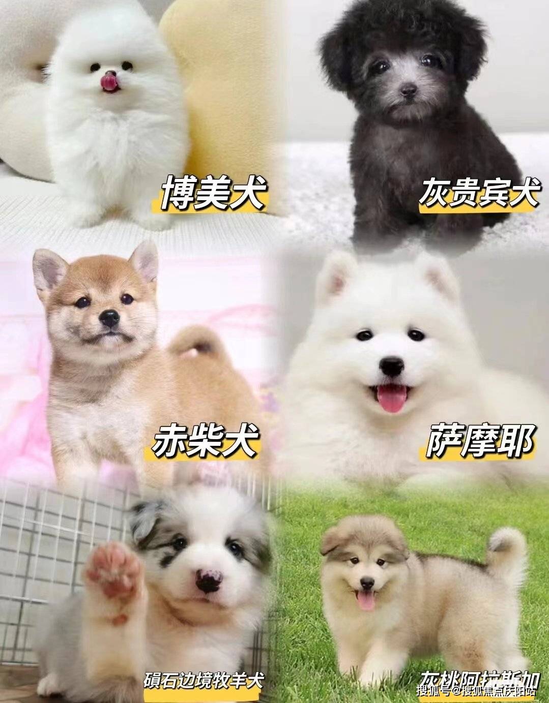 杭州买柯基犬首页网站