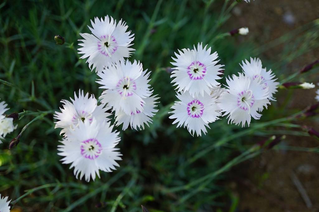 我见到的山东本土植物和园林栽培植物(504)羽瓣石竹(栽培)