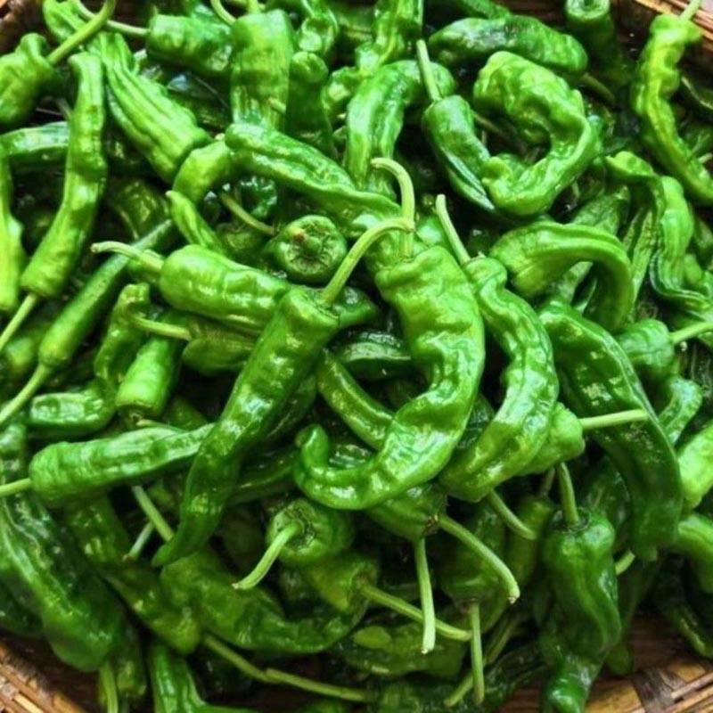 同乐皱皮椒薄皮香椒辣椒种子
