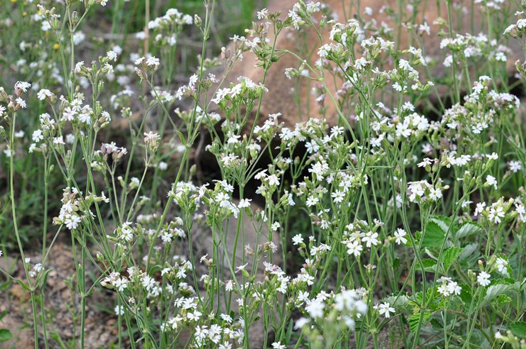 我见到的山东本土植物和园林栽培植物(509)女娄菜