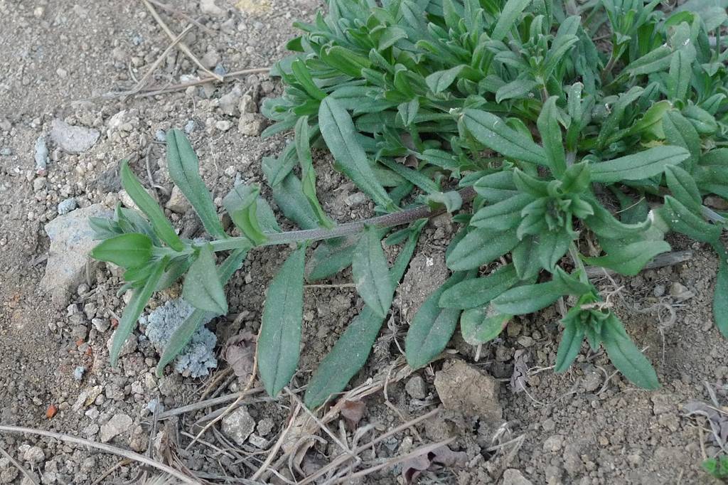 我见到的山东本土植物和园林栽培植物(509)女娄菜