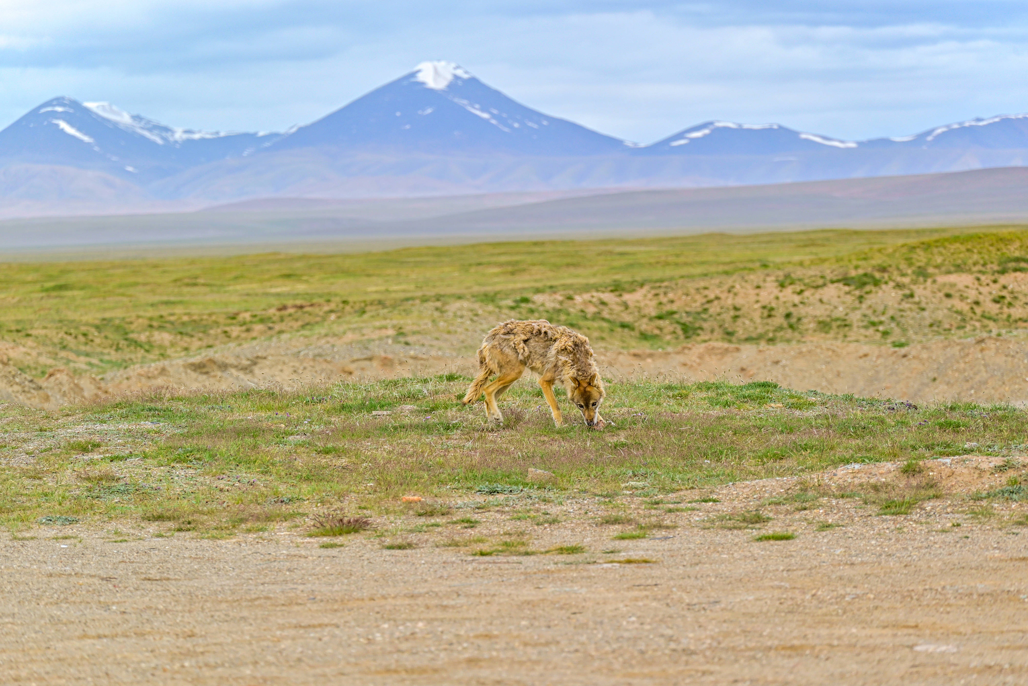 玉珠峰观景台 昆仑山口 可可西里索南达杰保护站(格尔木一日游)