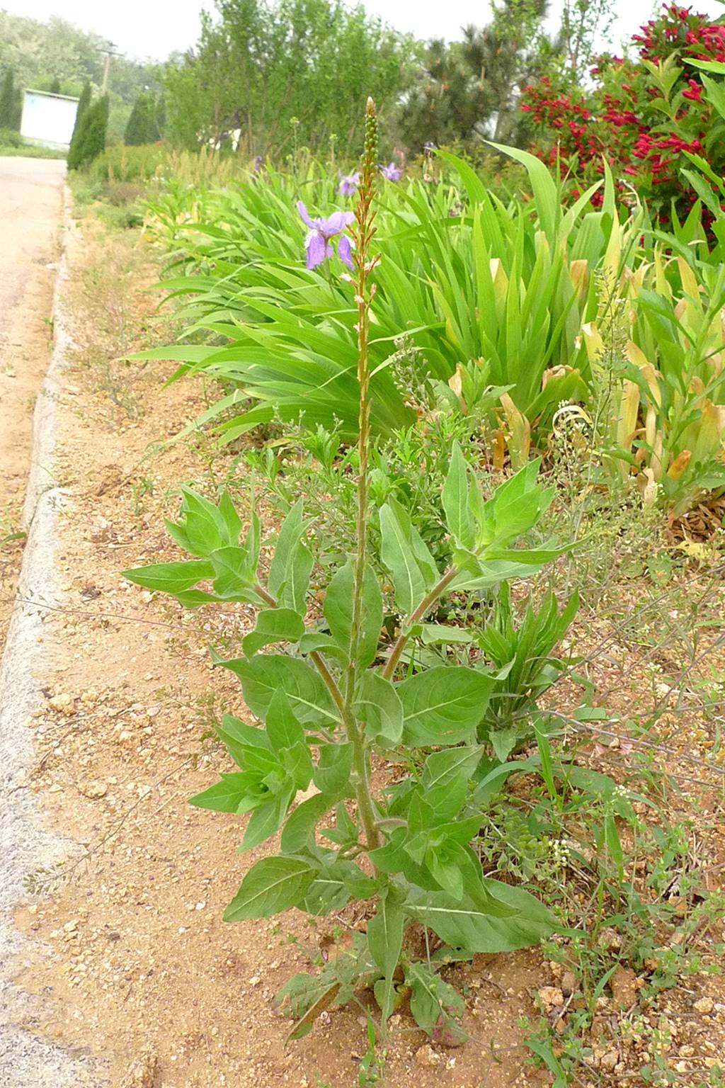 我见到的山东本土植物和园林栽培植物(536)小花山桃草