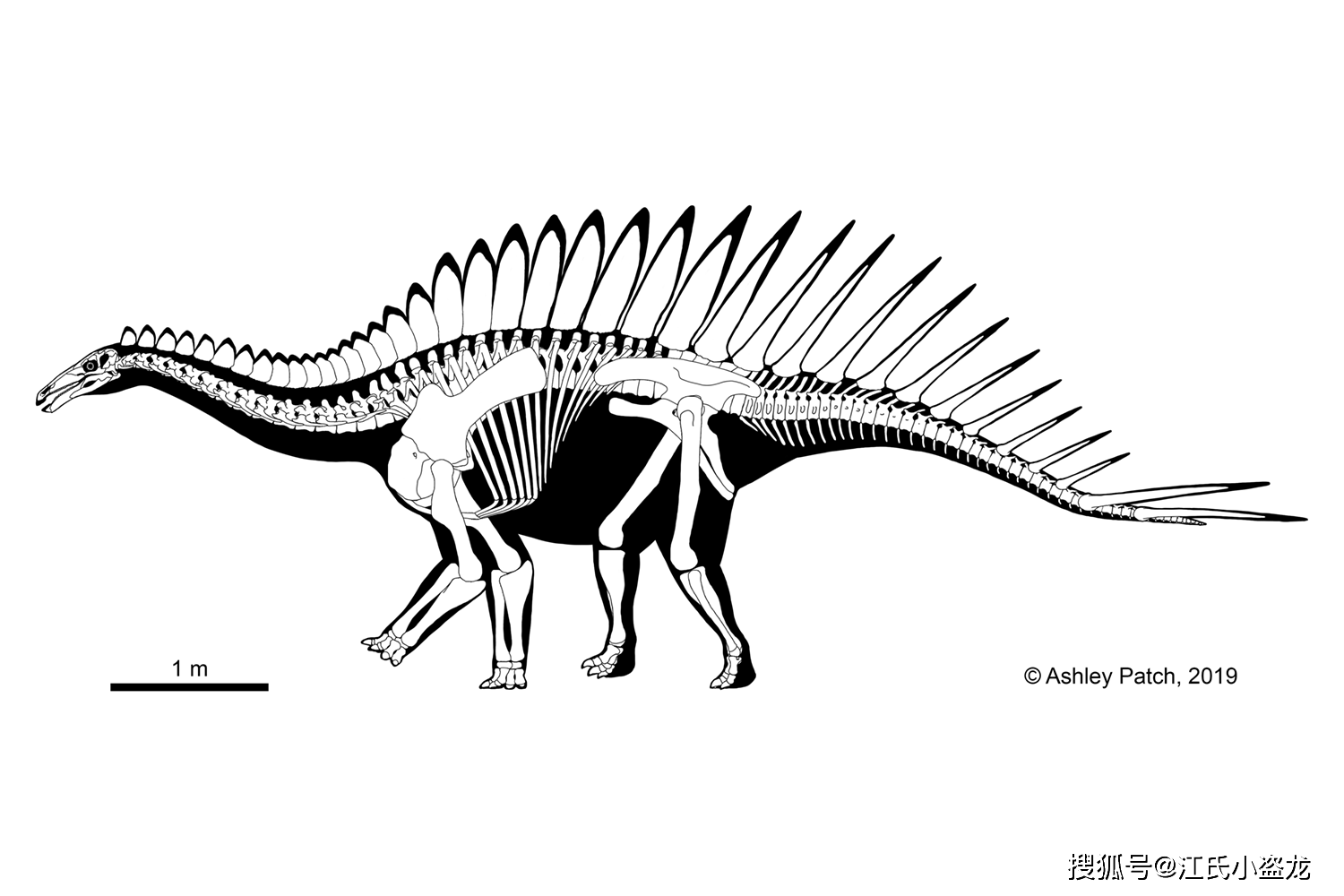背上长刺的恐龙用尾巴抽死天敌!