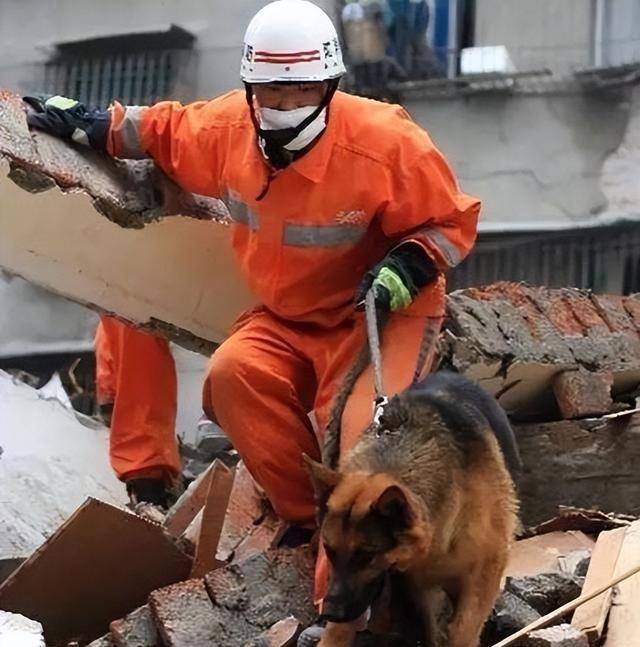 临危不惧,汶川地震67只搜救犬全部离世,向它们致敬!