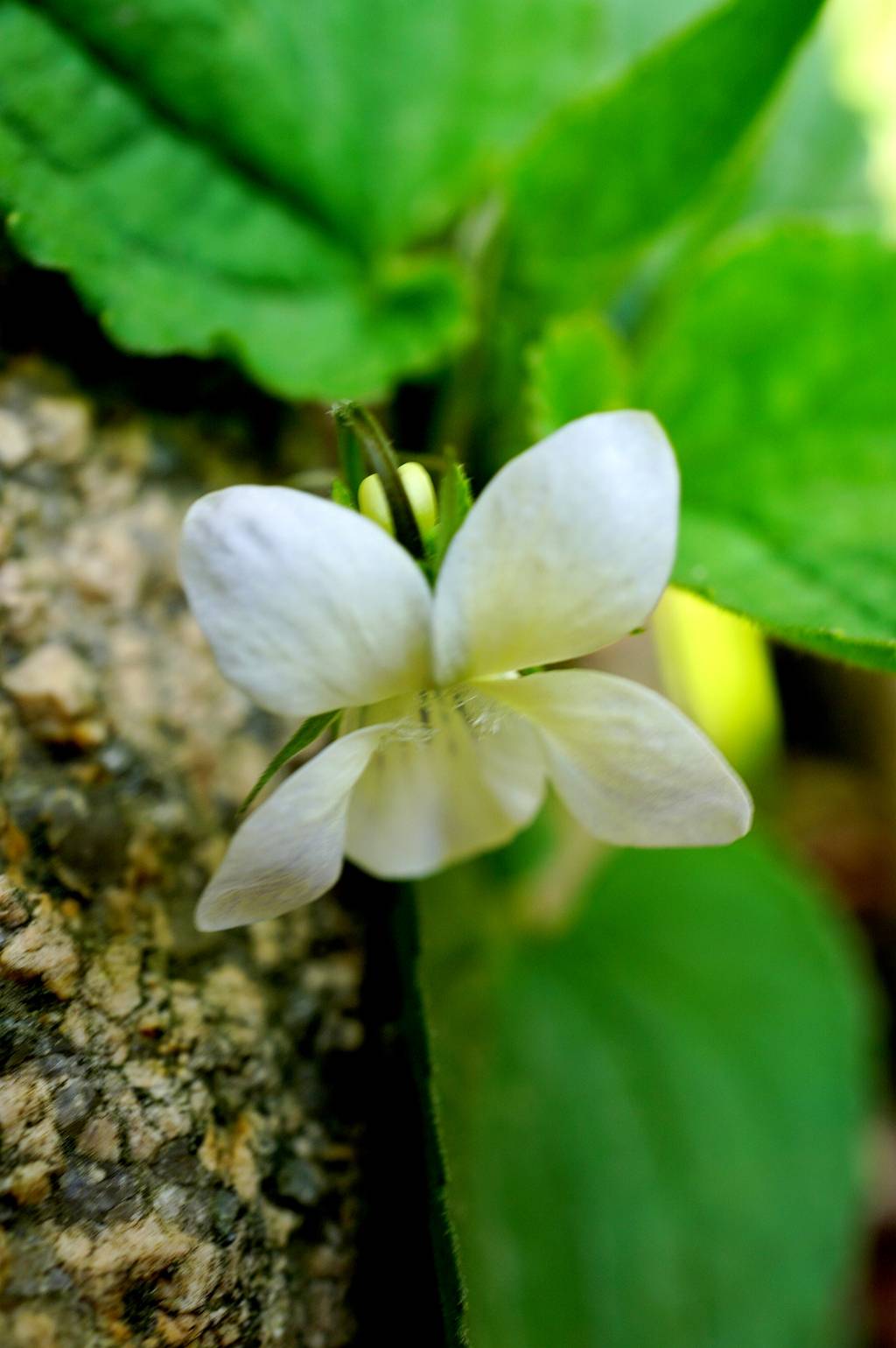 我见到的山东本土植物和园林栽培植物(550)鸡腿堇菜