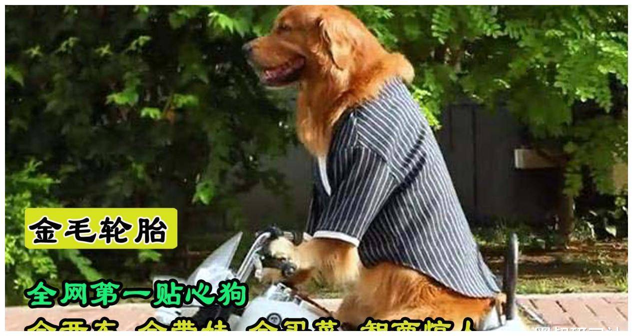 金毛轮胎:全网唯一会开车的狗,开车接小主人放学,网友称已成精
