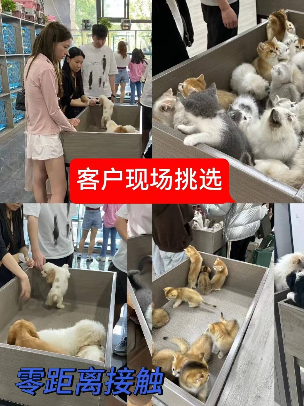 沈阳买宠物丨沈阳哪家宠物店好丨沈阳家猫犬舍欢迎您