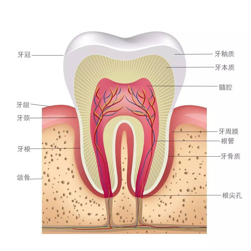 邢台口腔修复专家 从小黑点到拔牙