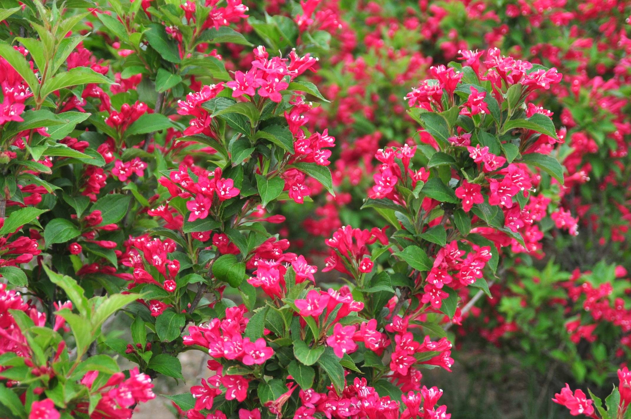 我见到的山东本土植物和园林栽培植物