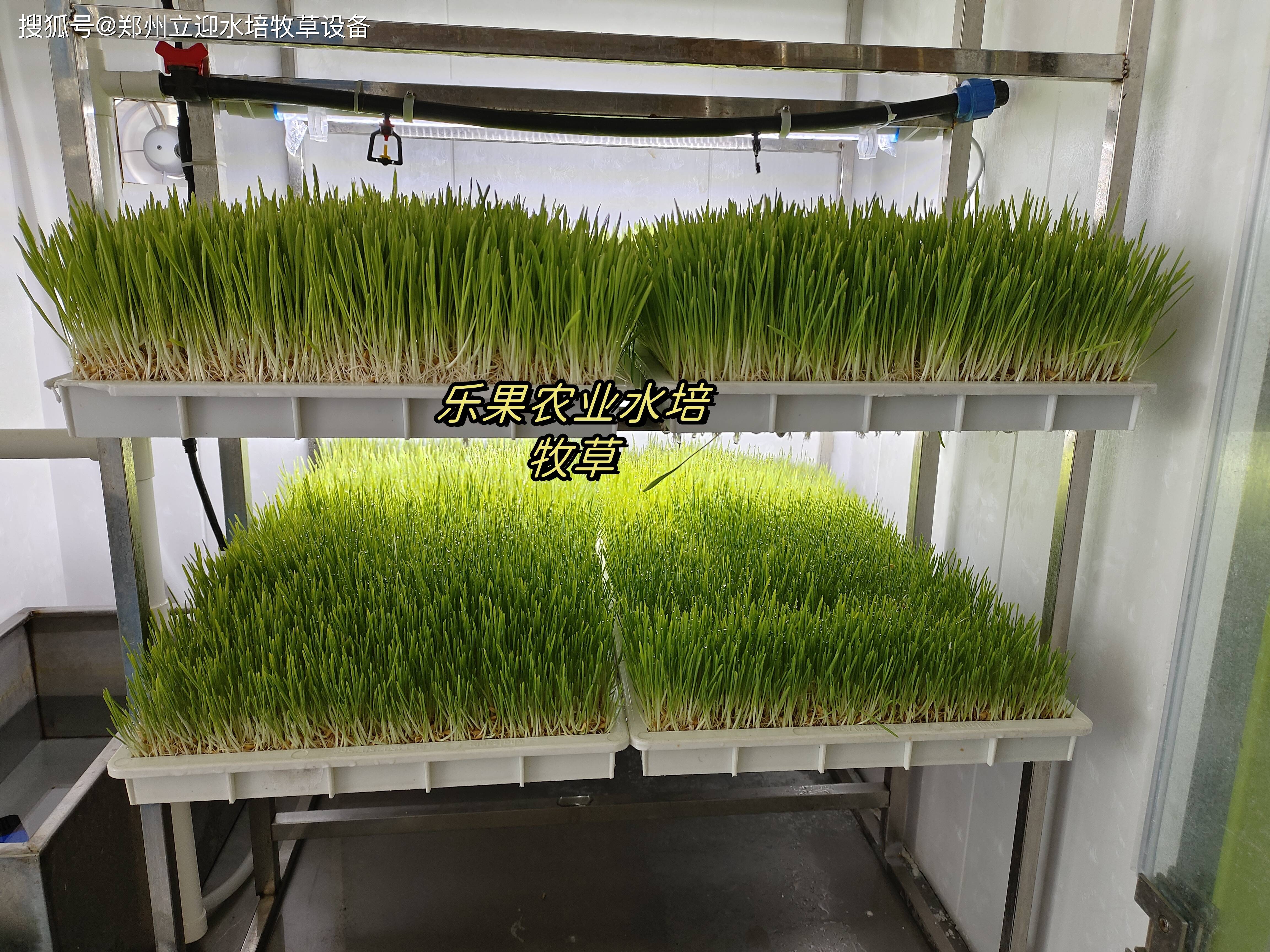 为西班牙客户定制的1500公斤水培牧草集装箱_种植_奶羊_朋友