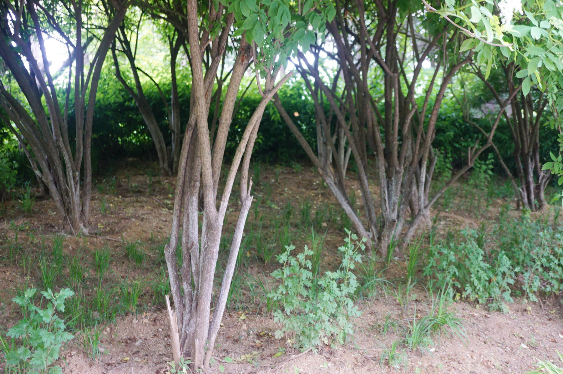 我见到的山东本土植物和园林栽培植物(580)金叶接骨木