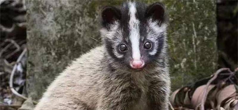 虽然被白化病影响,但这并没有减弱"六不像"在动物园中的活泼与吸