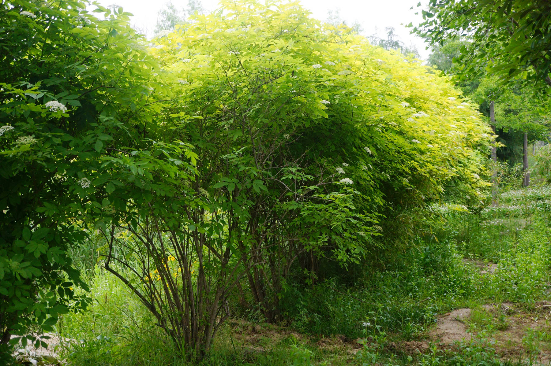 我见到的山东本土植物和园林栽培植物(580)金叶接骨木